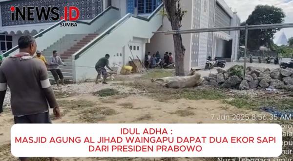 Idul Adha 1446 H: Masjid Agung Al Jihad Waingapu Dapat 2 Ekor Sapi dari Presiden Prabowo