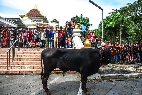 Potret Suasana Penyembelihan Hewan Kurban di Palembang