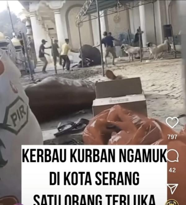 Kerbau Ngamuk di Warung Jaud Kota Serang, Seruduk Warga dan Hewan Kurban Lainnya