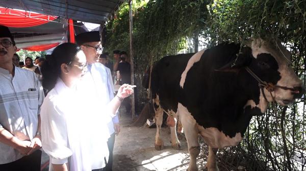 Tingkatkan Solidaritas dan Toleransi, Agustina Wali kota Semarang Serahkan Hewan Kurban