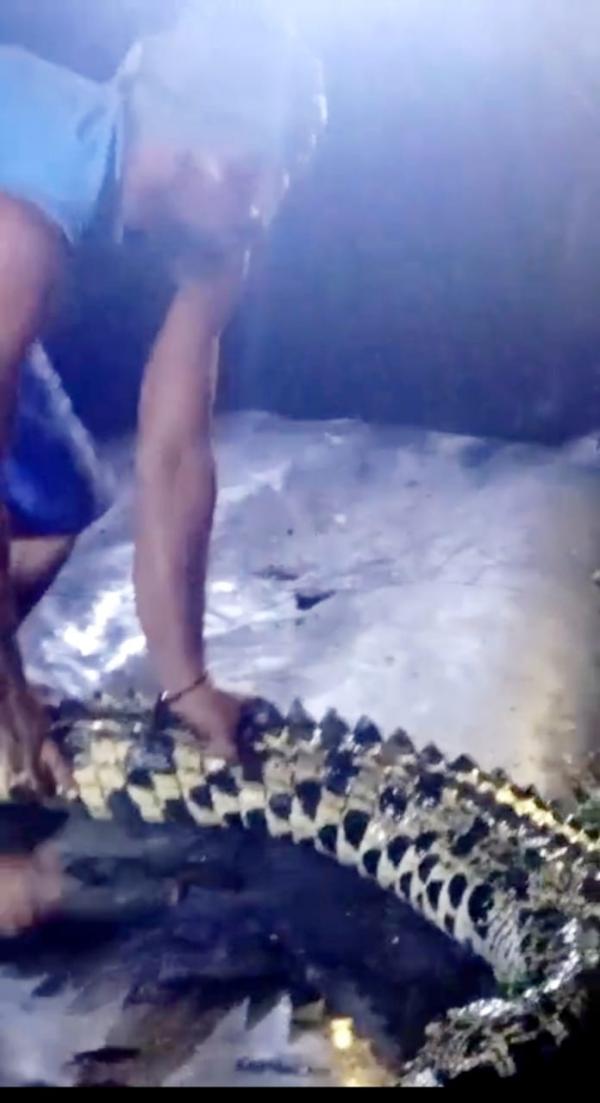 Seekor Buaya Panjang 2 Meter muncul di Tambak Udang hebohkan Warga Bumi Sentosa