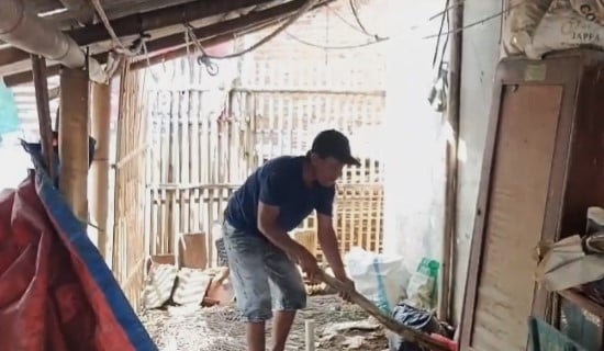 Waspada Leptospirosis! Warga Melakasari Cirebon Buru Tikus Pembawa Bakteri Mematikan