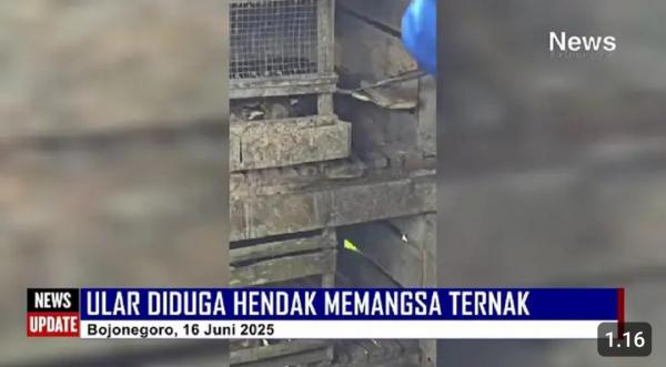 Saat Petugas Damkarmat Bojonegoro Evakuasi Ular Besar di Kendang Ternak Warga