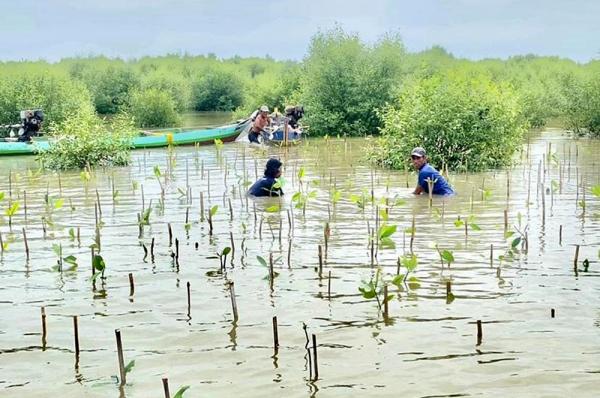 Ribuan Bibit Mangrove Pertamina Lestarikan Ekosistem Nelayan Ujung Pangkah