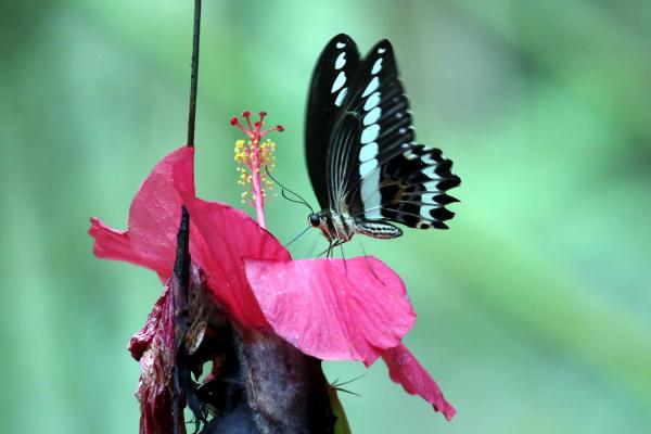Cantiknya Kupu-Kupu di Taman Wisata Alam Bantimurung
