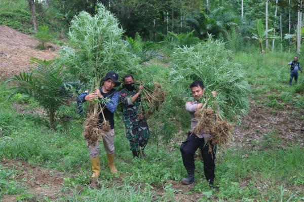 25 Hektare Ladang Ganja di Aceh Terbongkar Bareskrim Polri Sita 180 Ton Ganja