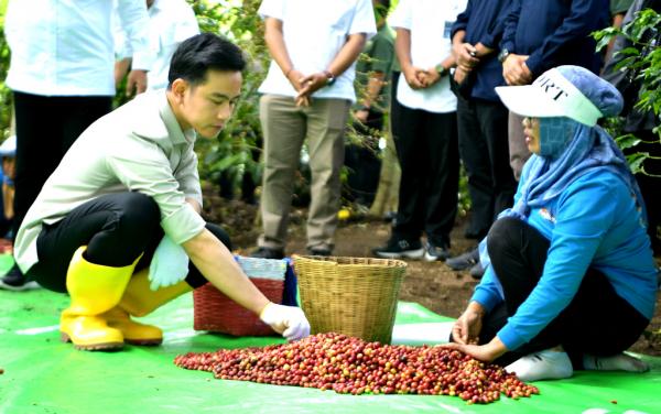 Menilik Potensi Kopi Ijen dan Upaya Peningkatan Produksi