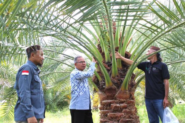 Kurma Lokal NTB Tembus Pasar Dunia, Ini Strategi BRIDA