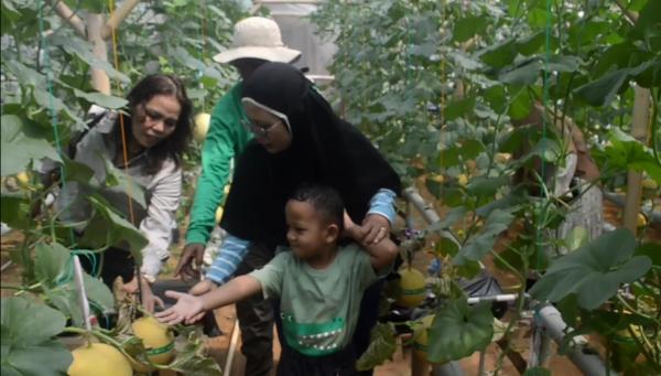 Wisata Petik Melon di Gabe Farm, Sensasi Panen Langsung dari Kebun Hidroponik