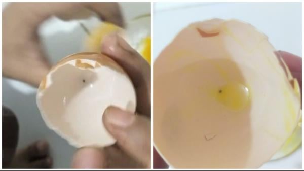 Heboh Warga Kolaka Utara Temukan Telur Ayam Diduga Palsu