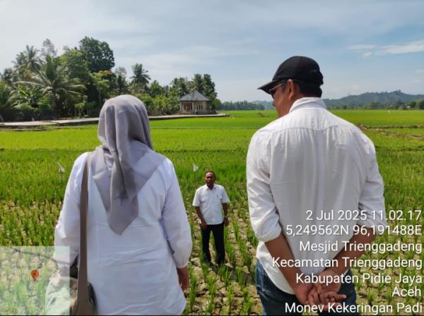 Distanpang Pidie Jaya : 358 Hektare Sawah Tanam Padi Alami Kekeringan Pasca Kemarau