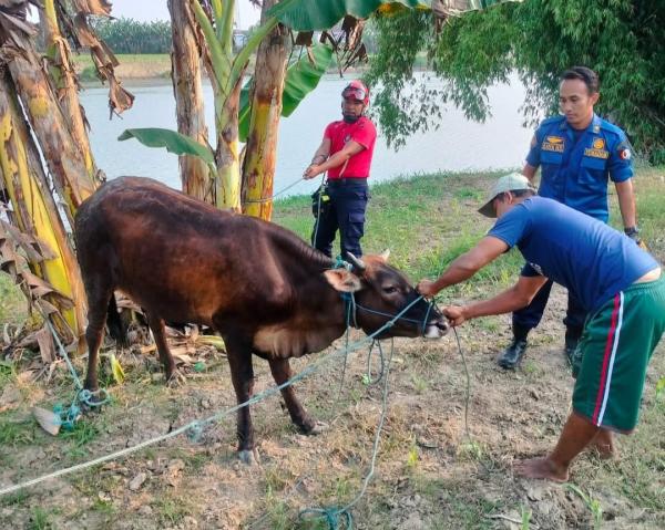 Sapi Warga Gayam Lepas Bikin Panik, Petugas Damkar Bojonegoro Turun Tangan