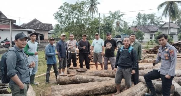 Pelaku Pembalakan Liar di Banyuwangi Dibekuk Saat Operasi Gabungan, 16 Batang Kayu Jati Diamankan