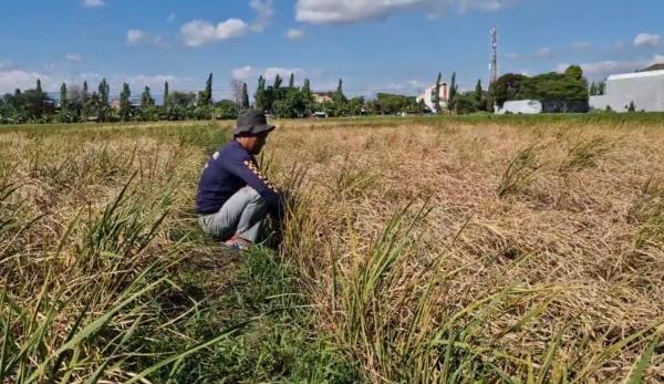 Hektaran Tanaman Padi di Ponorogo Terserang Hama Wereng, Ini Lokasinya