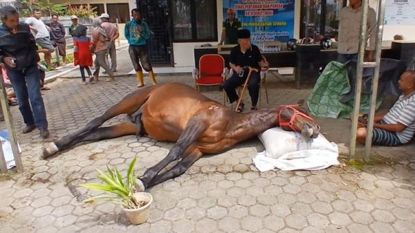 Kronologis Kuda Legendaris Bukittinggi Fort de Kock Hill Mati, Penggemar Kuda Pacu Berduka