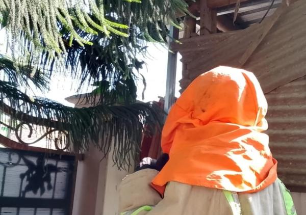 Warga Pulo Lor Disengat Tawon saat Evakuasi Mandiri, Damkar Jombang Turun Tangan