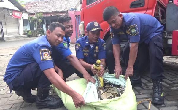 Petugas Damkar Ciledug Kota Tangerang Evakuasi Ular Piton Berbobot 100 Kg