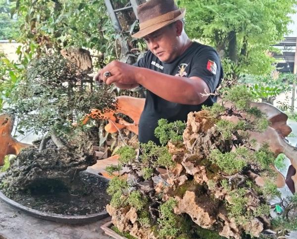 Rahasia Rawat Bonsai Jutaan Rupiah di Jombang, Gus Masrur Bongkar Tips Sukses untuk Pemula