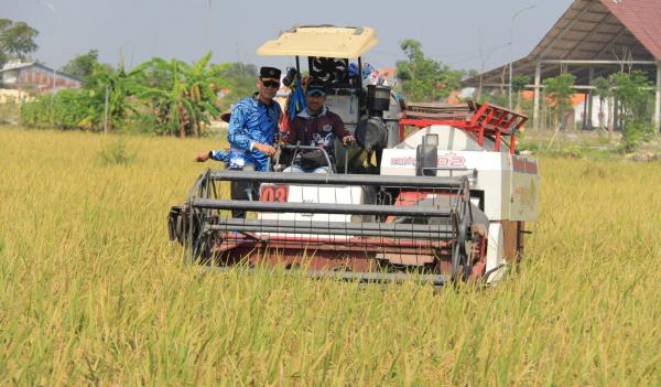 Panen Raya, Napi Lapas Lamongan Hasilkan 10 Ton Padi dan Ribuan Ikan