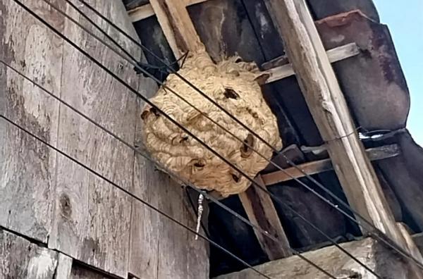 Ancam Keselamatan Warga, Sarang Tawon Jumbo di Jombang Berhasil Dibasmi Damkar