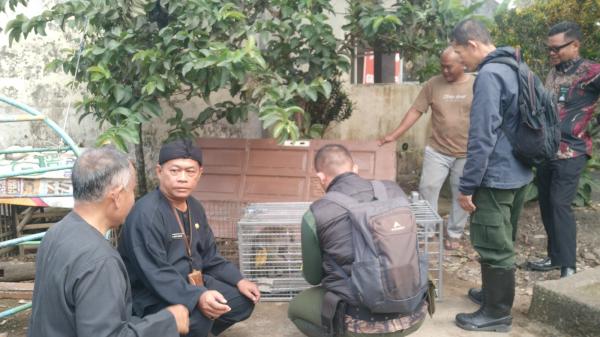 Monyet Ekor Panjang Masuk Permukiman Warga di Cibogor, CDK Wilayah IV Kota Tasikmalaya Turun Tangan