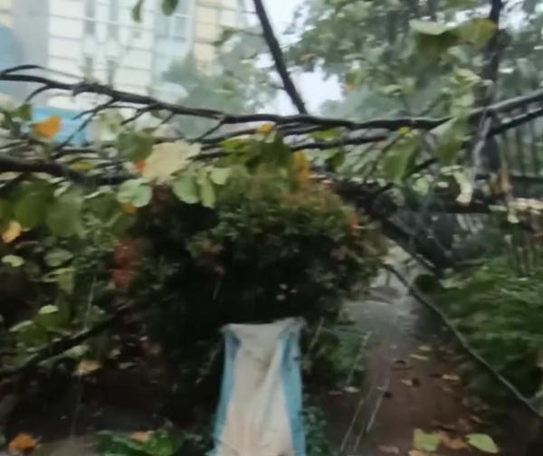 BREAKING NEWS Kawasan BSD Hujan Deras Disertai Angin Kencang, Pohon Bertumbangan 