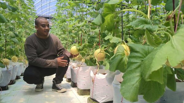 Gerai Melon Premium Tasikmalaya Siap Jadi Wisata Edukasi Pertanian Modern , Bisa Petik Sendiri 