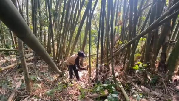 Permintaan Bambu di Lebak Melejit 80% Jelang HUT ke-80 RI, Pedagang Raup Untung