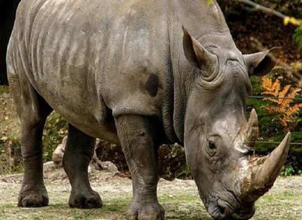 Ahli IPB: Hewan Purba Ini Kini Cuma Bisa Ditemukan di Indonesia!