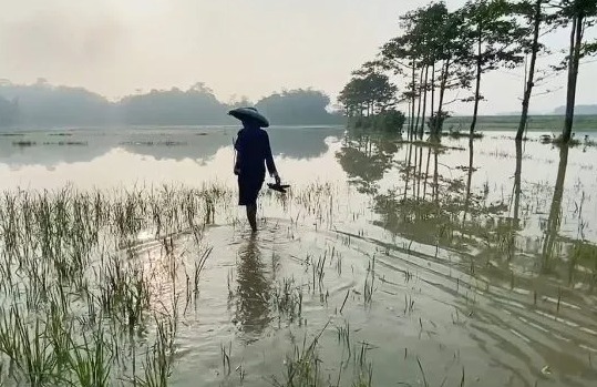Dampak Proyek Tol? Sawah Petani di Lebak Kembali Terendam Hingga Puluhan Hektare