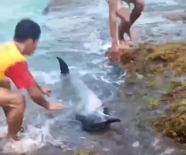 Heboh! Lumba-lumba Terdampar di Pantai Legon Pari, Diselamatkan Balawista Lebak