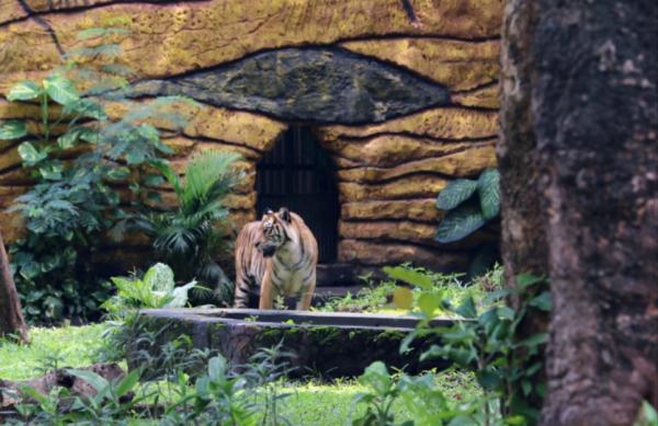 Cari Pemimpin Visioner, Wali Kota Buru Dirut Baru Kebun Binatang dengan Terobosan “Tak Masuk Akal”