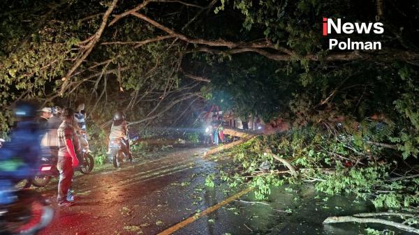 Pohon Tumbang Lumpuhkan Jalan Poros Polman–Majene, Lalu Lintas Macet Total