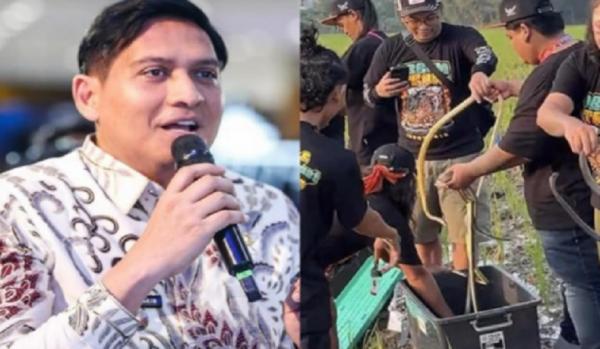 Viral! Bupati Indramayu Lucky Hakim Lepas Ribuan Ular ke Sawah untuk Perangi Hama Tikus Tuai Pujian