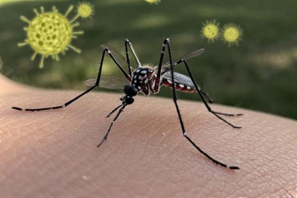 Lima Cara Efektif Mencegah Penularan Virus Chikungunya
