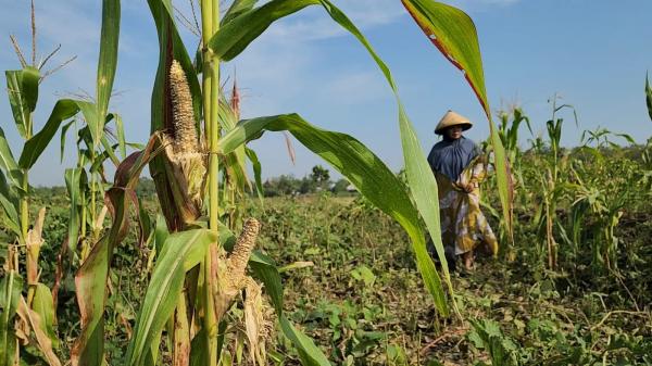 Hama Tikus Mengganas di Bojonegoro, Petani Jagung dan Kacang Gagal Panen