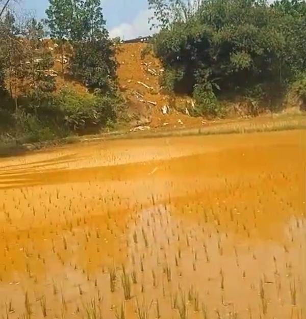 KLH Diminta Turun Tangan: Sawah Tegal Wangi Tercemar Limbah B3