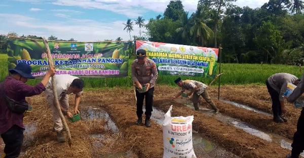 Polsek Anyar Gandeng Bumdes Berkah Abadi Desa Bandulu Tanam Jagung Program Ketahanan Pangan Nasional