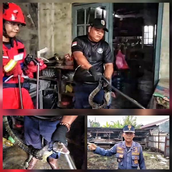 Damkar Palangka Raya Evakuasi Biawak Sepanjang 1,3 Meter dari Pemukiman Warga