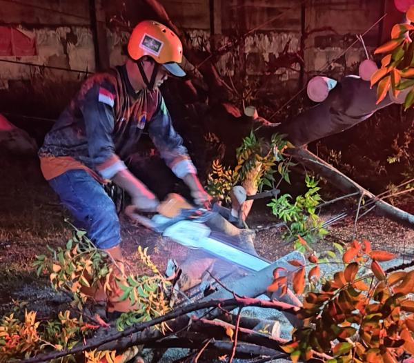 Pohon Trembesi Rapuh Akibat Dibakar Tumbang di Jalan Lingkar Timur, Lalu Lintas Sempat Tersendat