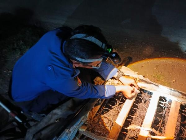 Ular Kobra Masuk Spring Bed Hebohkan Warga Indramayu, Petugas Damkar Lakukan Evakuasi