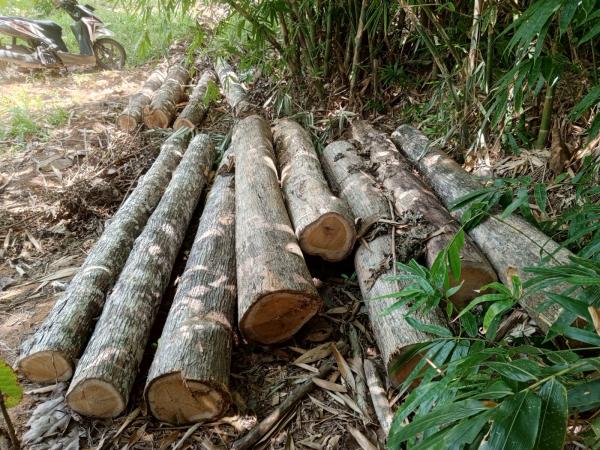 16 Batang Kayu Jati Diduga Hasil Jarahan Hutan Ditemukan di Banyuwangi, Aparat Lacak Pelakunya