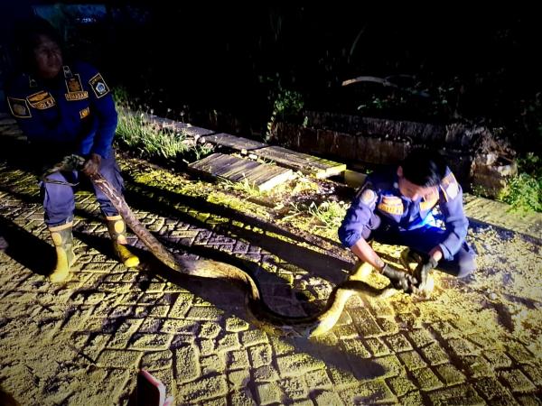 Heboh! Ular Piton 3 Meter Gegerkan Warga Sumengko