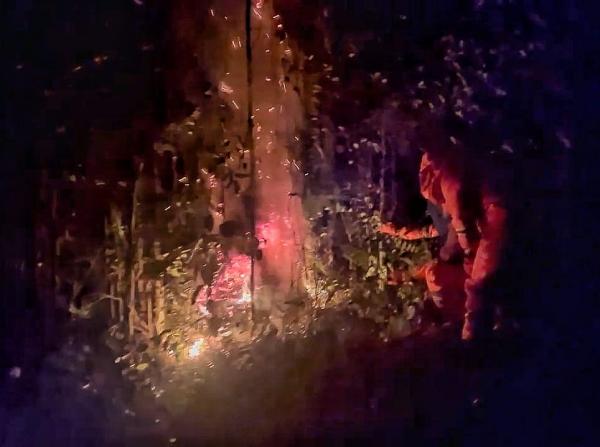 Damkar Barito Selatan Musnahkan Sarang Tawon Raksasa Usai Sengat Ibu Pemilik Lahan