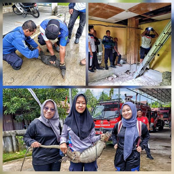 Biawak Jumbo Masuk Plafon Rumah Warga di Barito Selatan, Dievakuasi Tim Damkar