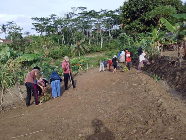 Musim Hujan Tiba, Petani Sindangbarang Mulai Garap Padi Huma: Tradisi Leluhur yang Jadi Penopang Pan