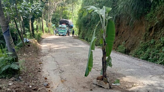 Kesal Jalan Tak Kunjung Diperbaiki, Warga Lembang Tanam Pohon Pisang di Jalan