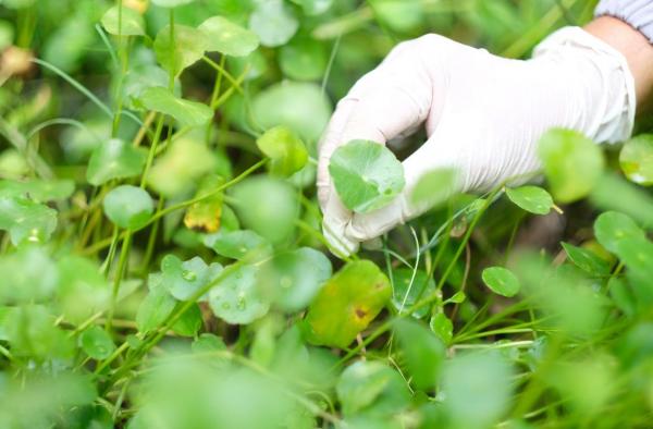 Pesona Tanaman Nusantara Jadi Inovasi Dunia Kosmetik