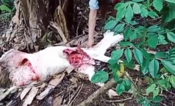 Teror Hewan Buas di Ulu Belu Tanggamus, Kambing Warga Ditemukan Mati Usus Terburai