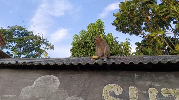 Heboh! Monyet Liar Resahkan Warga di Indramayu, Petugas Damkar Lakukan Evakuasi